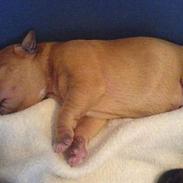 Staffordshire bull terrier cocio