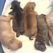 Staffordshire bull terrier cocio