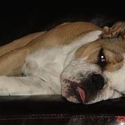 Engelsk bulldog Malcolm