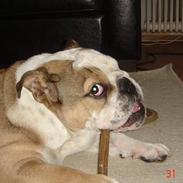 Engelsk bulldog Malcolm