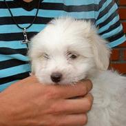 Coton de tulear Bella