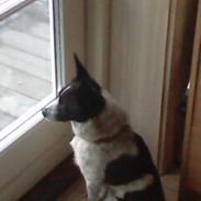 Blanding af racer Max