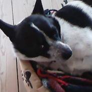 Blanding af racer Max