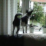 Blanding af racer Max