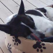 Blanding af racer Max