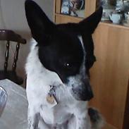 Blanding af racer Max