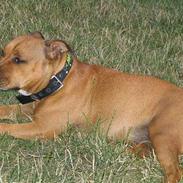 Staffordshire bull terrier Jeanty's staff Lovaz