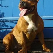 Staffordshire bull terrier Jeanty's staff Lovaz