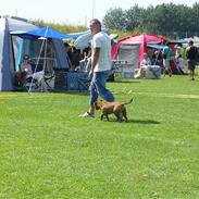 Staffordshire bull terrier Jeanty's staff Lovaz