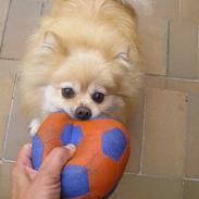 Pomeranian sandy