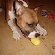 Amerikansk staffordshire terrier Tica