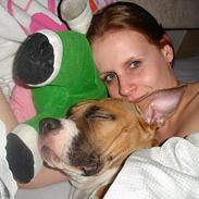 Amerikansk staffordshire terrier Tica