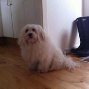 Bichon havanais swiffer