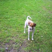 Dansk svensk gaardhund Oskar Davidsen