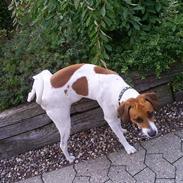 Dansk svensk gaardhund Oskar Davidsen