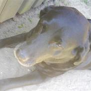 Labrador retriever Zenta