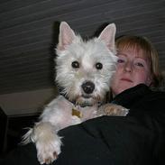 West highland white terrier Oscar