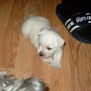 West highland white terrier Oscar