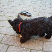 Skotsk terrier Skottie