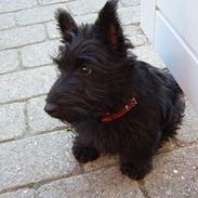 Skotsk terrier Skottie