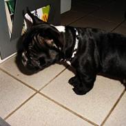 Fransk bulldog ivan BASSO