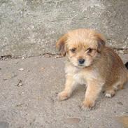 Blanding af racer Hvalbi