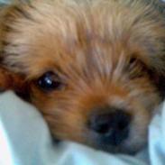 Blanding af racer Hvalbi