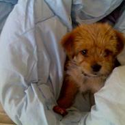 Blanding af racer Hvalbi