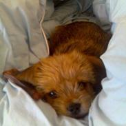 Blanding af racer Hvalbi