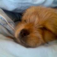 Blanding af racer Hvalbi