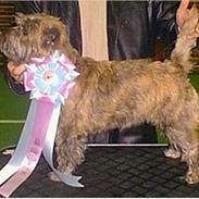 Cairn terrier Berta