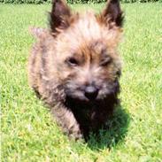 Cairn terrier Berta
