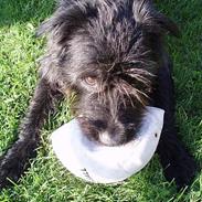 Blanding af racer Zicka i Himlen er... :o(