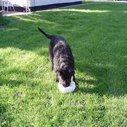 Blanding af racer Zicka i Himlen er... :o(