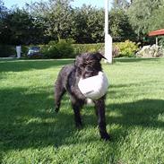 Blanding af racer Zicka i Himlen er... :o(