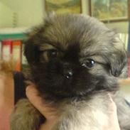 Tibetansk spaniel Me-Ri