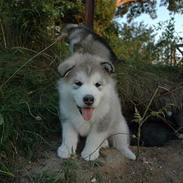 Alaskan malamute Buri