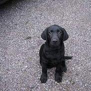 Labrador retriever Pedersen