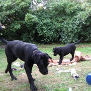 Labrador retriever Pedersen