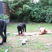 Labrador retriever Pedersen