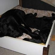 Labrador retriever Pedersen