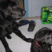 Labrador retriever Pedersen