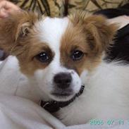 Blanding af racer Fiffi