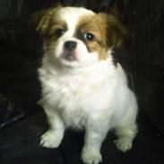 Blanding af racer Fiffi