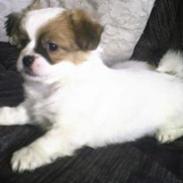 Blanding af racer Fiffi