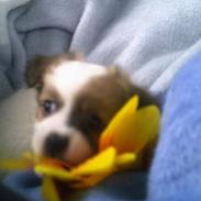 Blanding af racer Fiffi