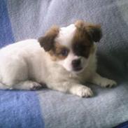 Blanding af racer Fiffi