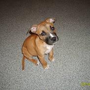 Amerikansk staffordshire terrier Martha