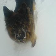 Schæferhund Hafran's Tasso 015