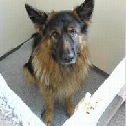 Schæferhund Hafran's Tasso 015
